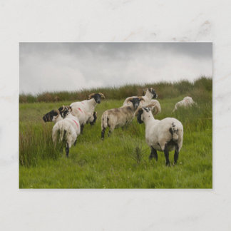 sheep.jpg postcard