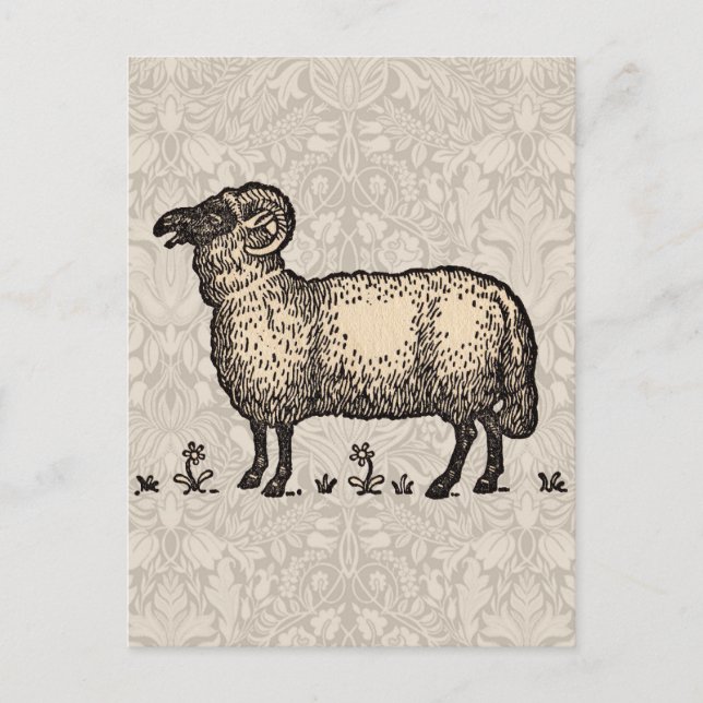 Sheep Lamb Farm Animal Vintage Postcard (Front)
