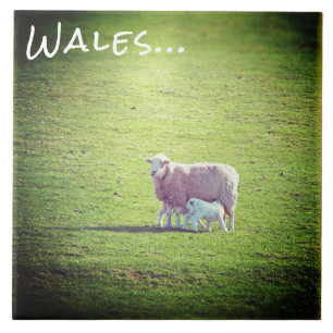 Sheep & Lamb on Green Grass Wales Tile