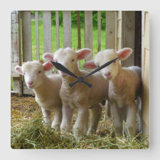 Sheep Lambs Square Clock