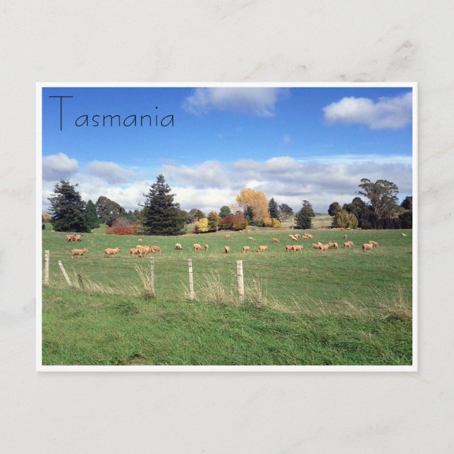 sheep landscape postcard (Front)