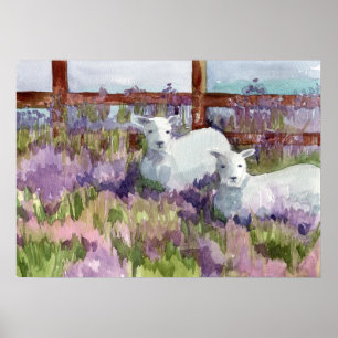 Sheep Lavender Fields Farm Animal Lambs Poster