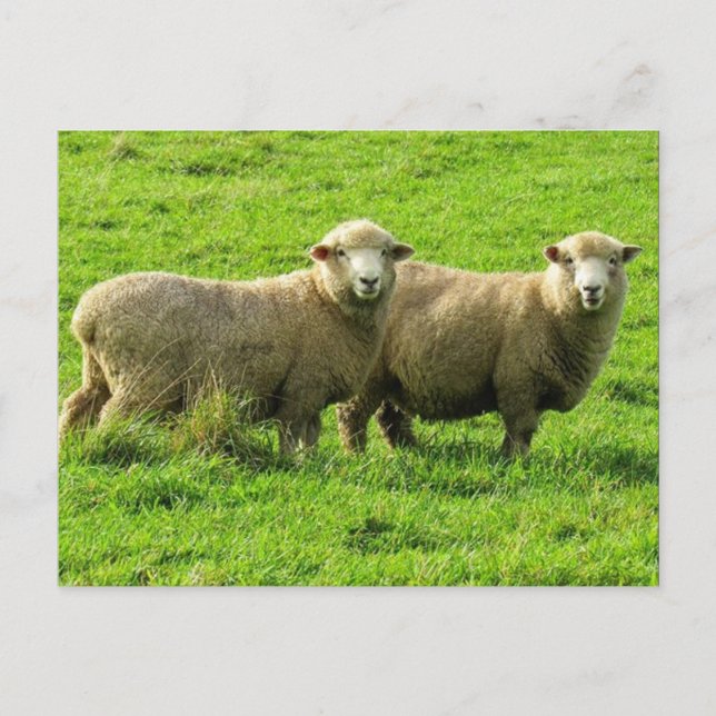 sheep looks postcard (Front)