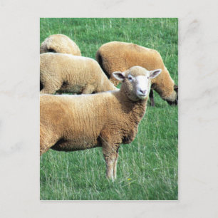 sheep looks postcard
