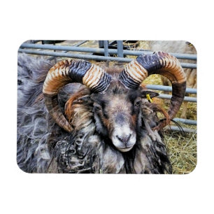 SHEEP MAGNET
