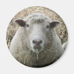 Sheep Magnet