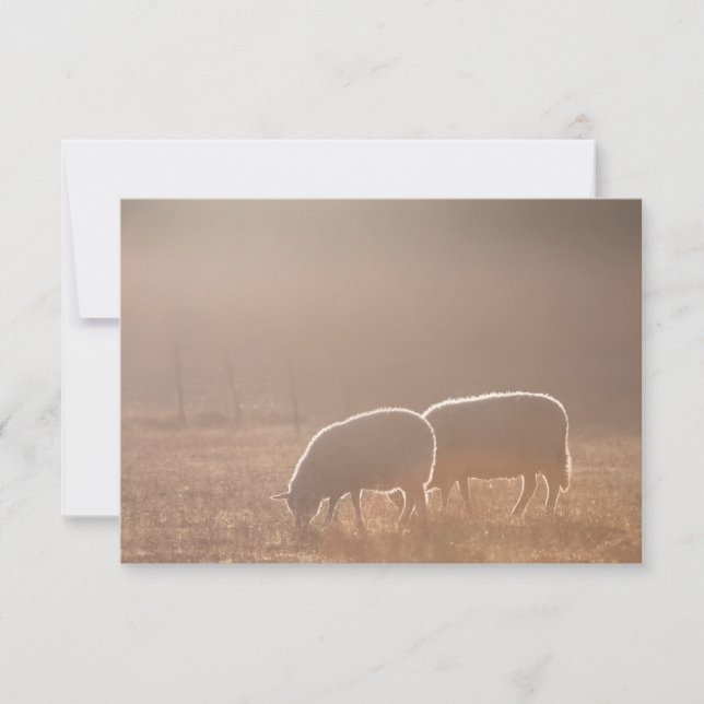 Sheep Nature Photo Card (Front)