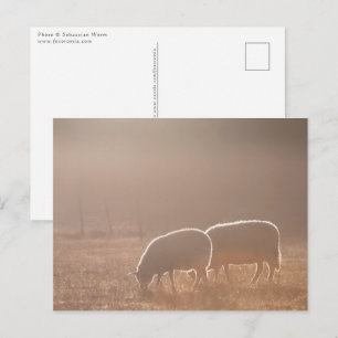 Sheep Nature Photo Postcard