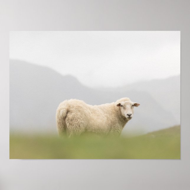 Sheep Nature Photo Poster (Front)