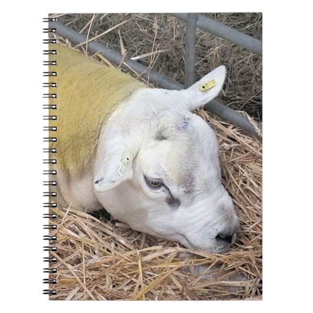 SHEEP NOTEBOOK (Front)