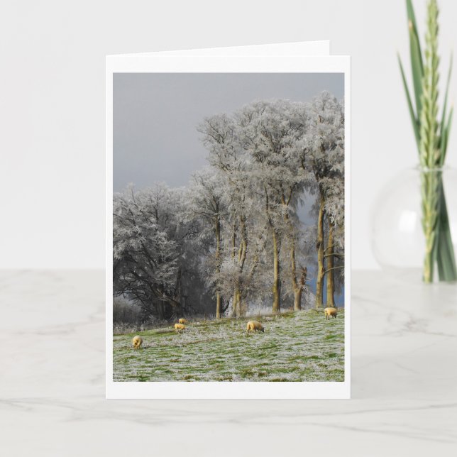 Sheep on a frosty hill holiday card (Front)