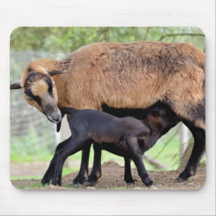 Sheep on Cameroun and lamb suckling Mouse Pad