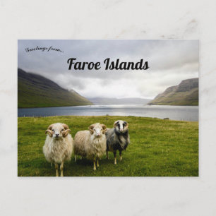 Sheep on Faroe Islands Postcard