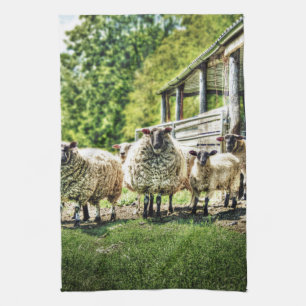 Sheep on the farm kitchen Tea towel