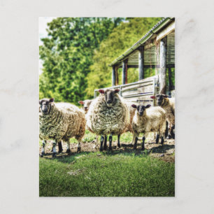 Sheep on the Farm Postcard