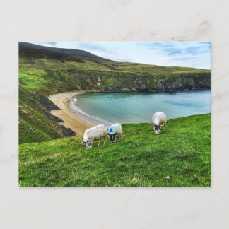 Sheep on the Hill Postcard