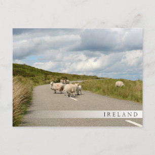 Sheep on the road in Ireland bar postcard
