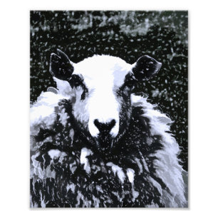 SHEEP PHOTO PRINT