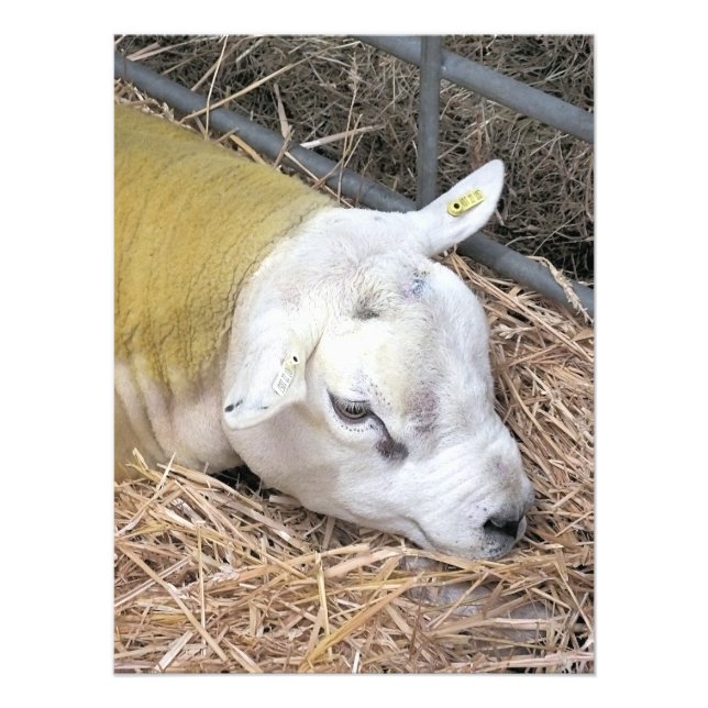 SHEEP PHOTO PRINT (Front)
