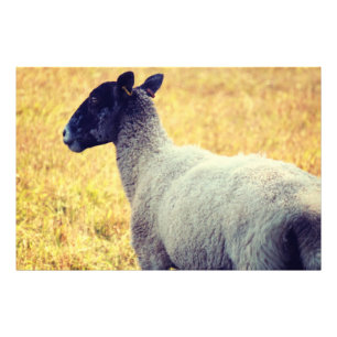 Sheep Photo Print