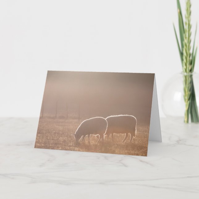 Sheep Photograph Card (Front)