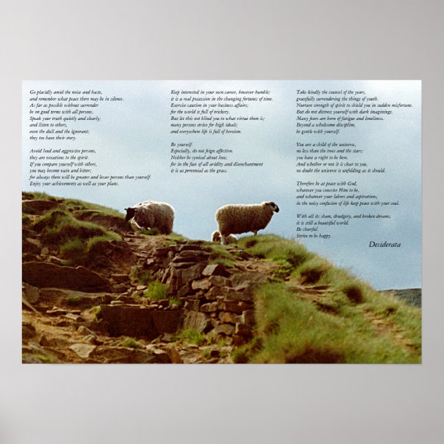 Sheep placidly in silence on Mountain Desiderata Poster (Front)