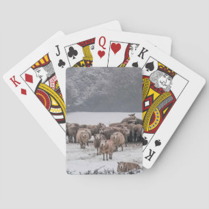 Sheep Playing Cards