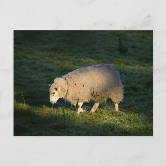 Sheep Postcard (Front)