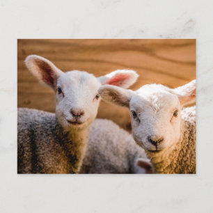 Sheep Postcard