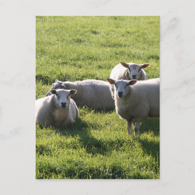 Sheep Postcard (Front)