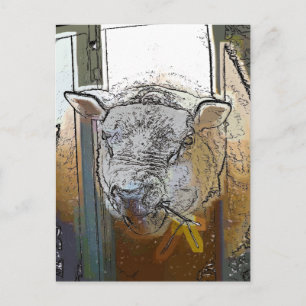 SHEEP POSTCARD