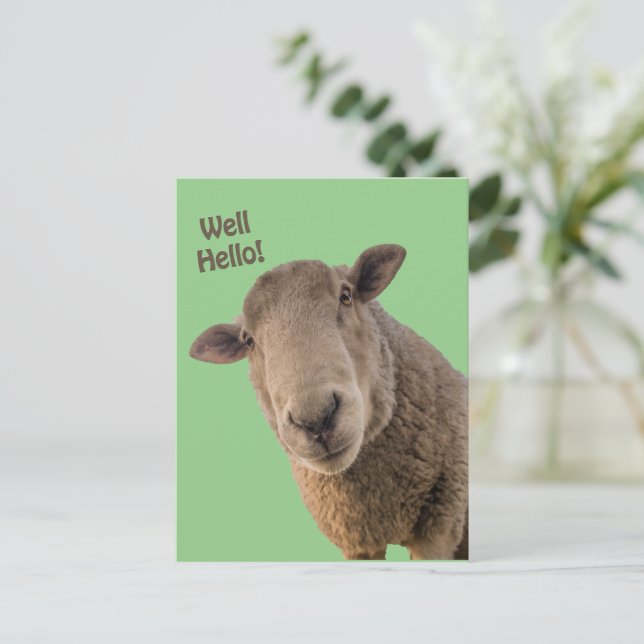 Sheep Postcard (Standing Front)
