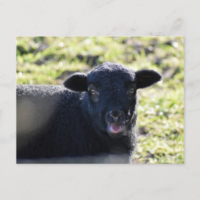 Sheep Postcard (Front)