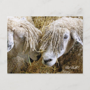 SHEEP POSTCARD