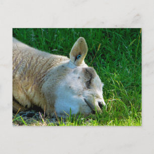 SHEEP POSTCARD