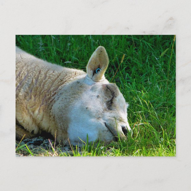 SHEEP POSTCARD (Front)