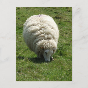 Sheep Postcard