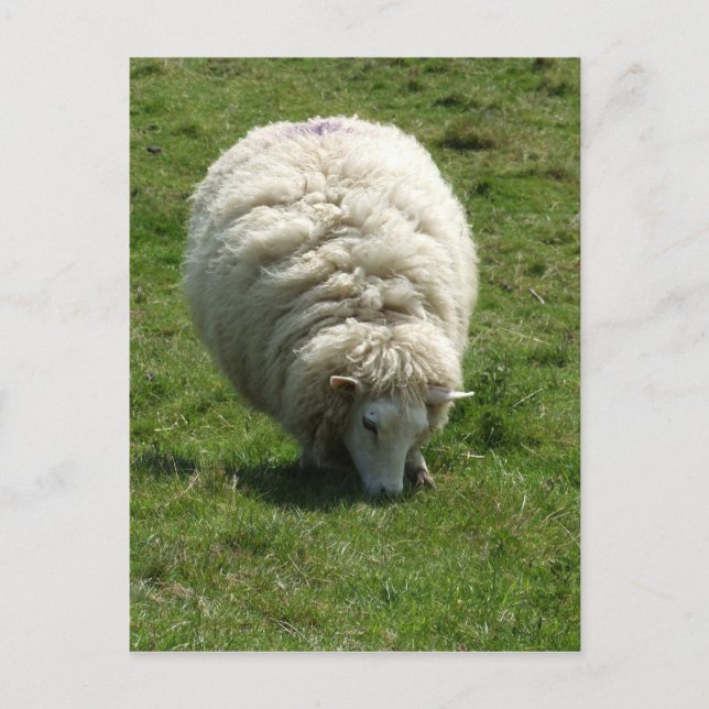 Sheep Postcard (Front)