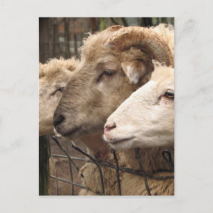 sheep postcard