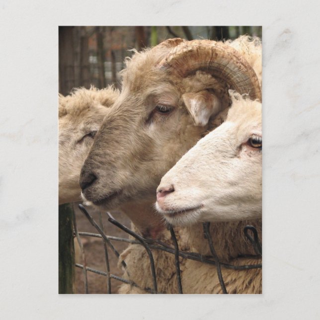 sheep postcard (Front)