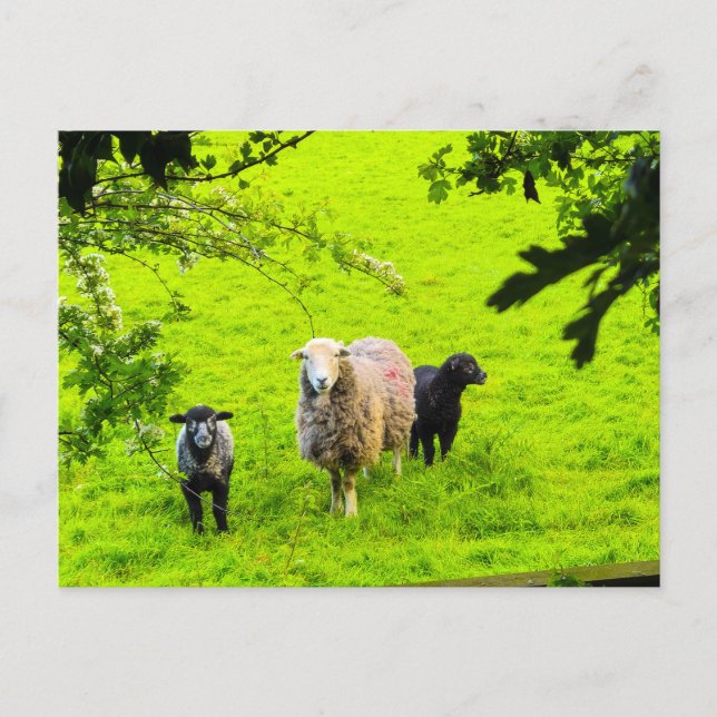 Sheep  postcard (Front)