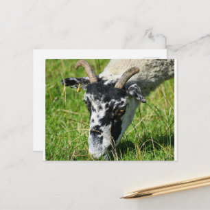 Sheep  postcard