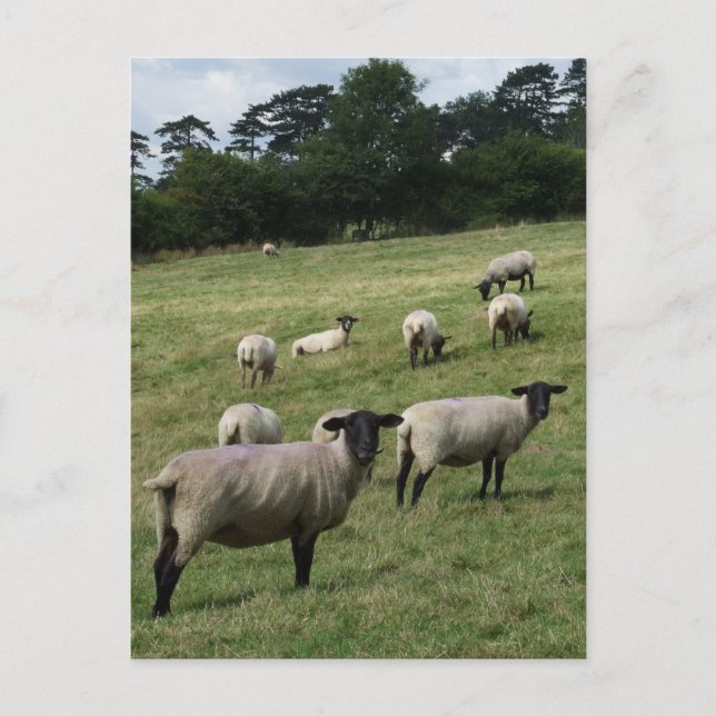 Sheep Postcard (Front)