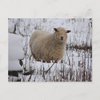 Sheep Postcard