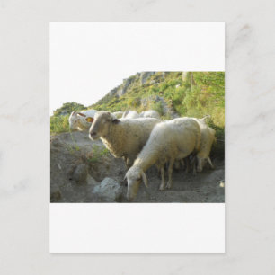Sheep Postcard