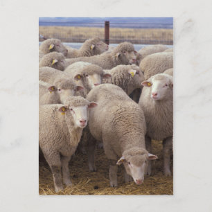 Sheep Postcard
