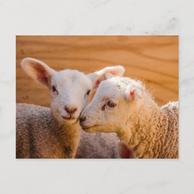 Sheep Postcard (Front)