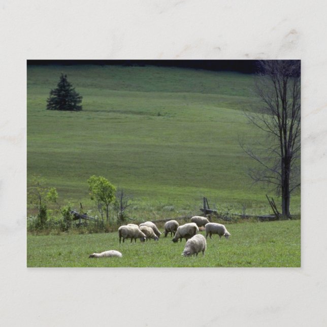 Sheep Postcard (Front)