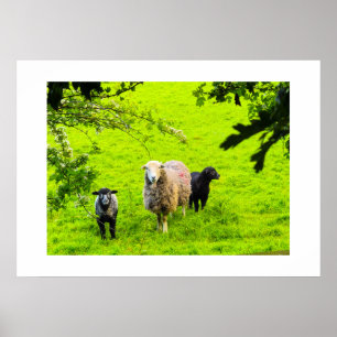 Sheep  poster