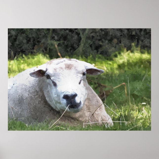SHEEP POSTER (Front)